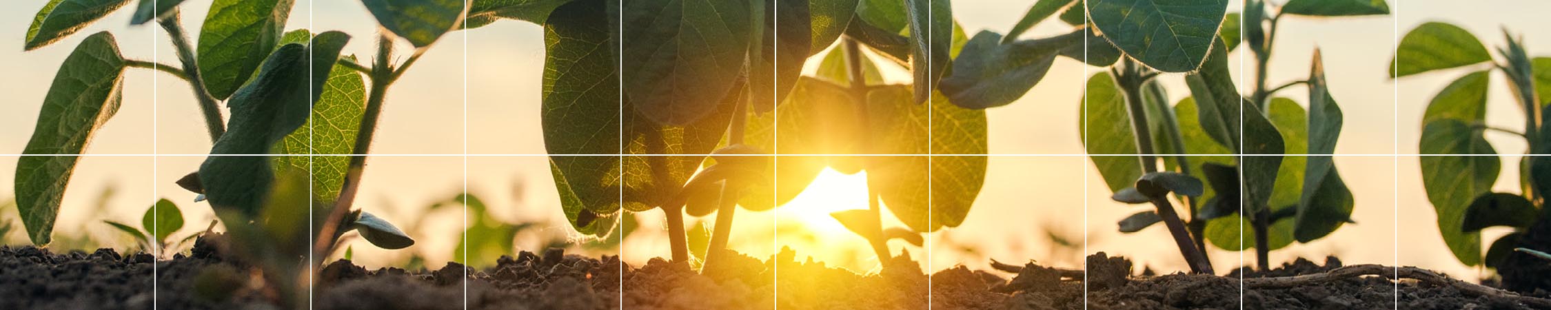 Soleil levant au-dessus d’une culture de plantes