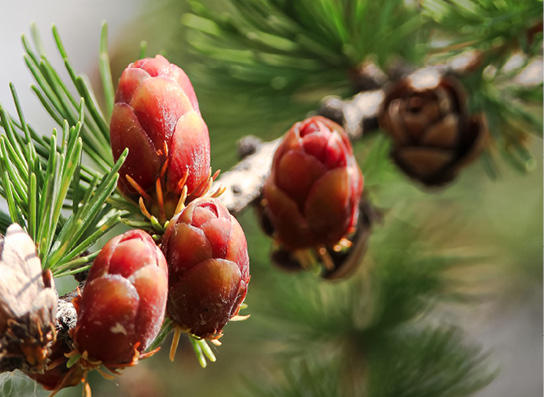 Gros plan d’un conifère