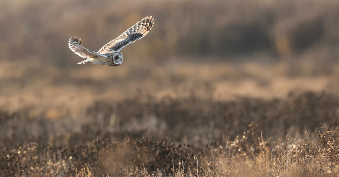 Hibou survolant une prairie